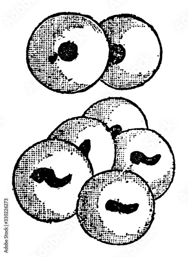 Frog Spawn, vintage illustration.