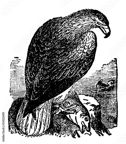 Erne, vintage illustration.