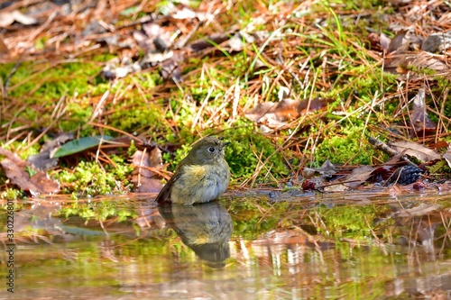 気持ちよさそうに水浴びするルリビタキメス © Scott Mirror