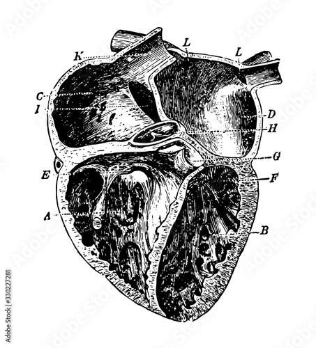 Heart, vintage illustration.