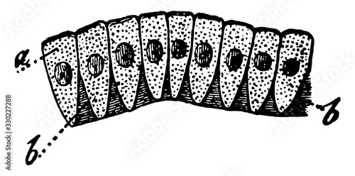 Simple Columnar Epithelium, vintage illustration