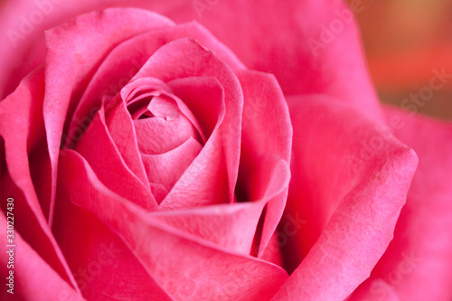 Wallpaper Mural Pink rose flower backgorund. Valentines day, mothers day, women day - perfect gift floral texture. Love symbol closeup macro flakes pattern. Torontodigital.ca