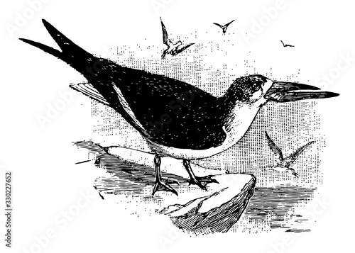 Black Skimmer, vintage illustration.