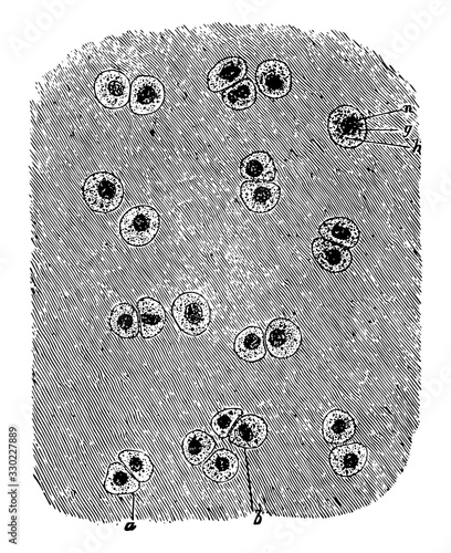 Cartilage Tissue, vintage illustration.