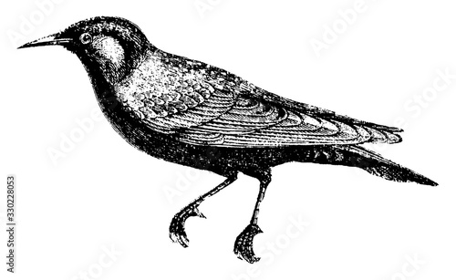 Starling, vintage illustration.