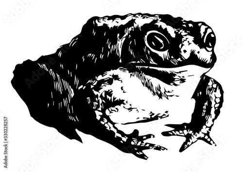 Common Toad, vintage illustration.