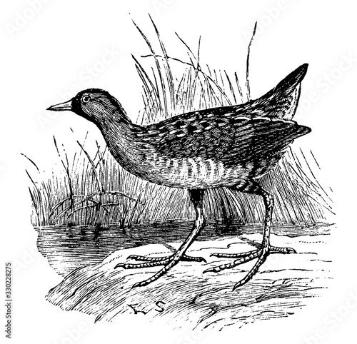 Sora Rail, vintage illustration.