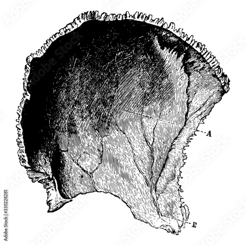 Parietal Bone of the Human Skull, vintage illustration. photo