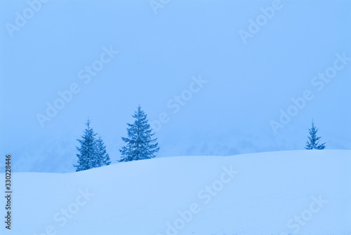 雪の木 © Hiroki WAKABAYASHI
