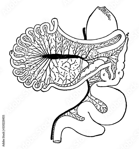 Intestinal Tract of Chauna Chavaria, vintage illustration.