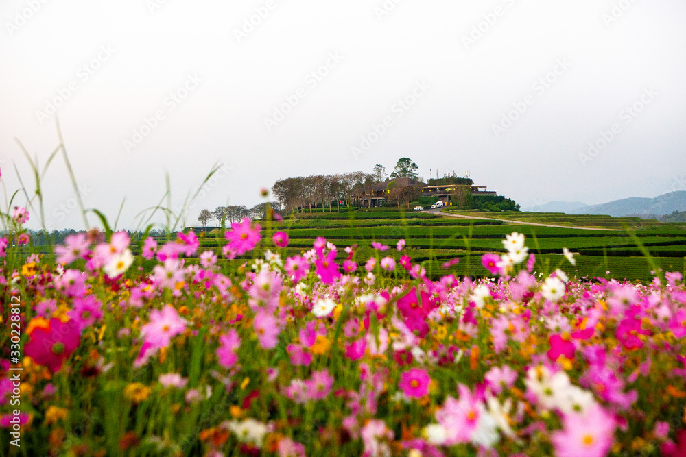 Cosmos flower field with morning light In the winter in the north of Thailand