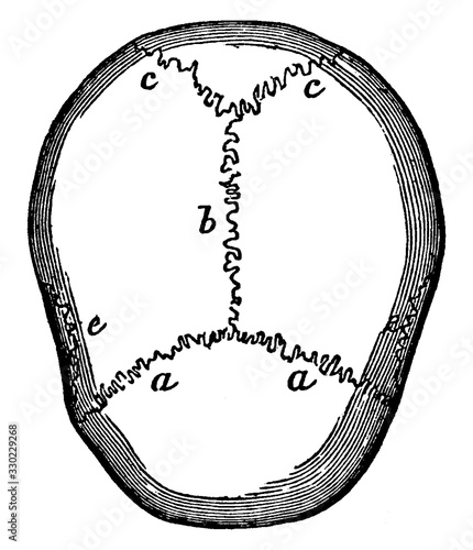 Cranial Sutures, vintage illustration.