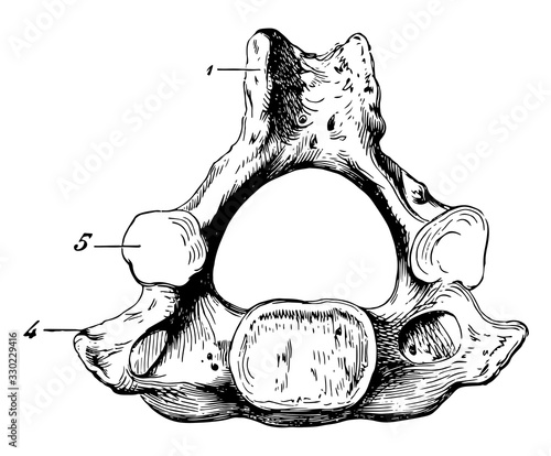 Human Cervical Vertebra Bone, vintage illustration.