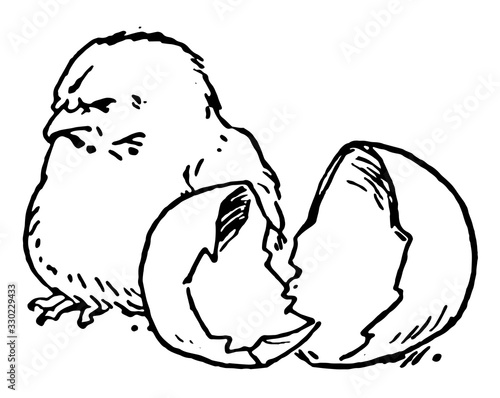 Newly Hatched Chick, vintage illustration.