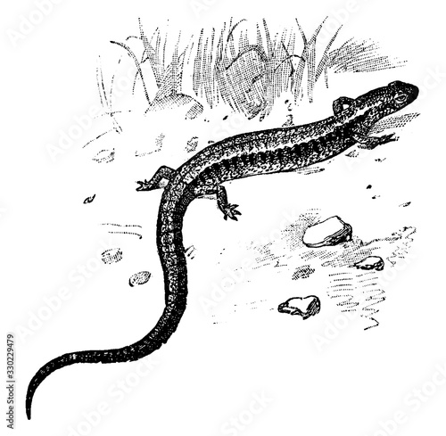Red Back Salamander, vintage illustration.