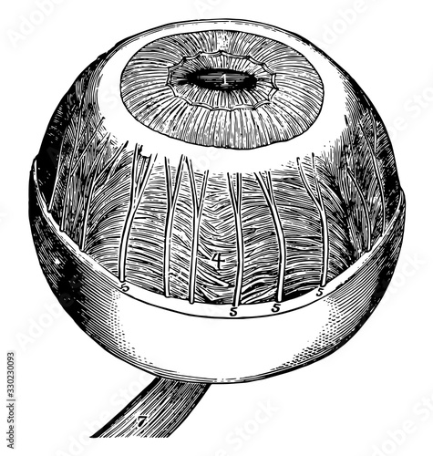 Iris Ciliary Muscle and Choroid, vintage illustration.