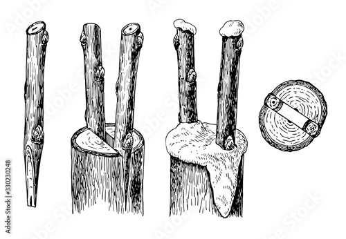 Cleft Grafting, vintage illustration.