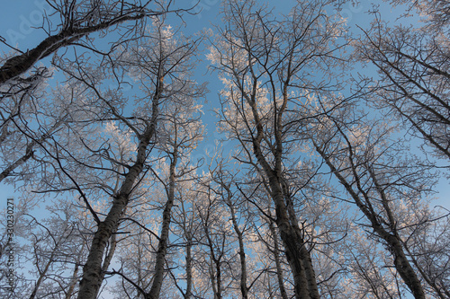 fosted winter trees and sky © Phil & Karen Rispin