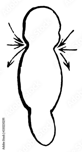 Form of the embryo, vintage illustration.