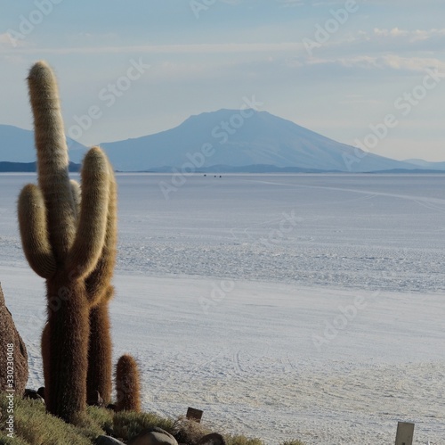 サボテン。ウユニ塩湖の島からの眺め