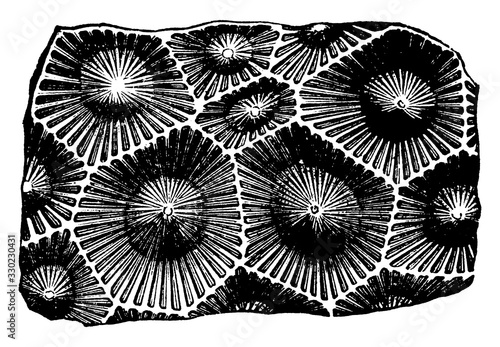Lithostrotion Radiate, vintage illustration