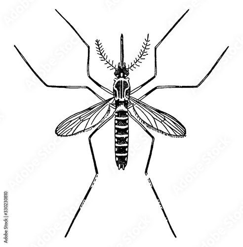 Mosquito/Culicidae, vintage illustration.