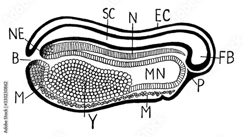 Longitudinal vertical section of frog embryo/Frog Embryo, vintage illustration.