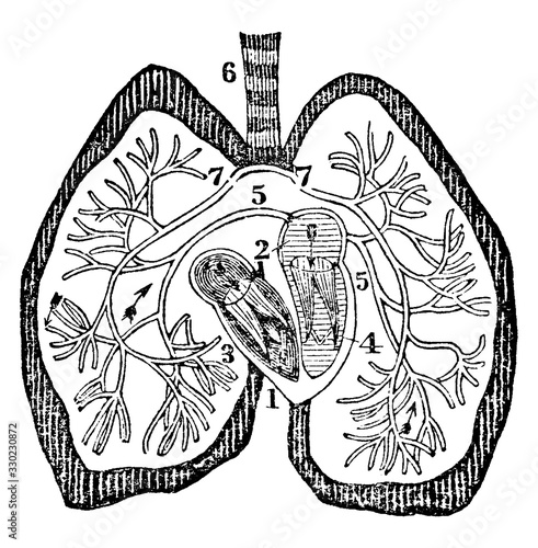 The Heart, vintage illustration.
