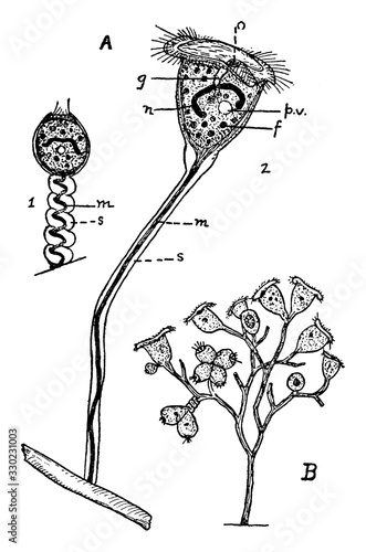 Vorticella, vintage illustration.
