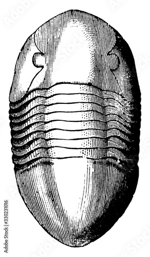 Orthoceras Articulate, vintage illustration photo