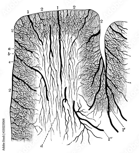 Cortical Arteries, vintage illustration.