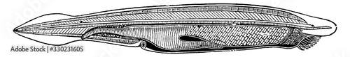 Amphioxus/Lancelet, vintage illustration.