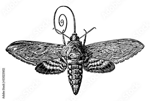 Sphinx Moth, vintage illustration.
