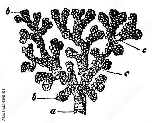 A Bronchial Tube, vintage illustration