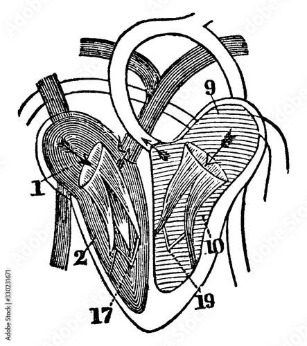 A Diagram of the Heart, vintage illustration.