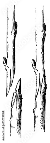 Grafting, vintage illustration.