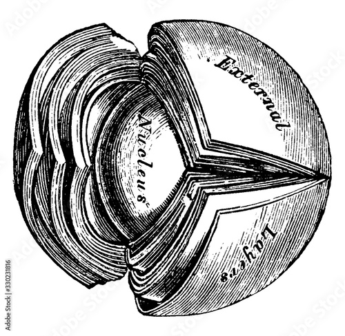 Crystalline lens, vintage illustration.