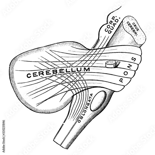 Peduncles of the Cerebellum, vintage illustration.