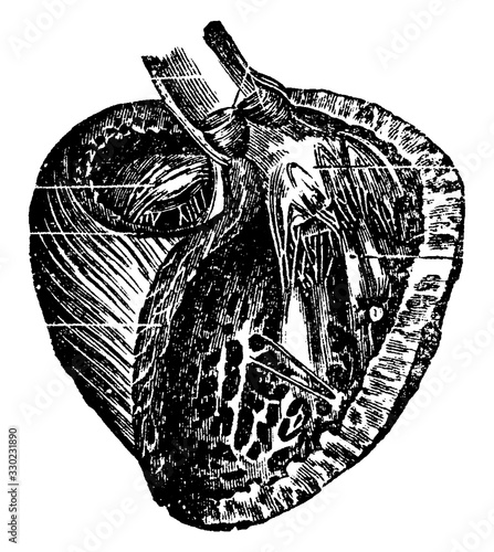 Left Ventricle, vintage illustration
