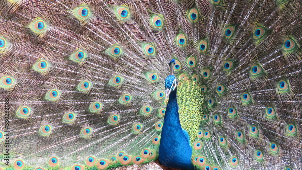 Obraz premium peacock with feathers out