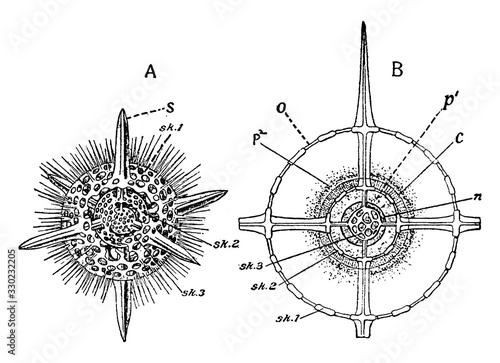 Actinomma, vintage illustration.