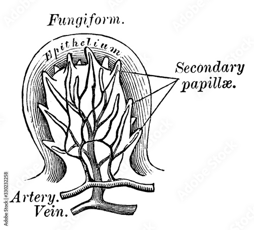 Fungiform Papillae, vintage illustration.