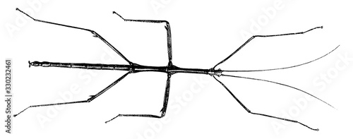 Stick insect, vintage illustration.