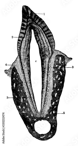 Cross section of a human tooth, vintage illustration.