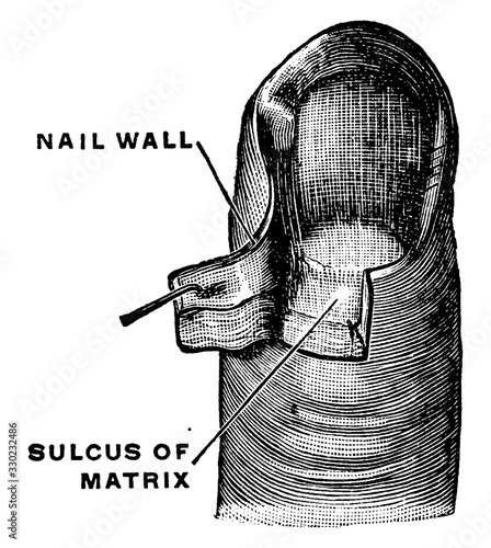 Matrix of a Fingernail, vintage illustration.
