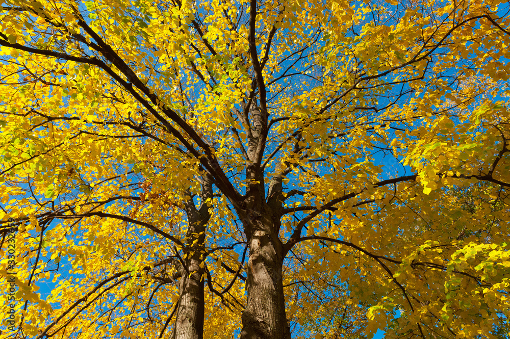 Background of yellow autumn leaves on a tree. Background of yellow autumn leaves on a tree.