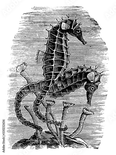 The Sea horse/Lophobranch, vintage illustration.