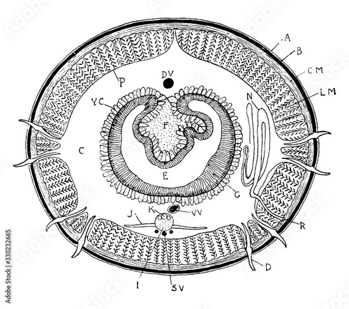 Transverse section of earthworm/Earthworm, vintage illustration.
