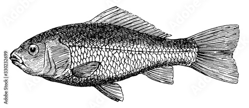 Goldfish (Cyprinus auratus), vintage illustration.