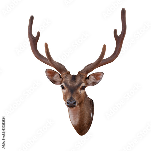 Deer head with him isolated on the white background. photo